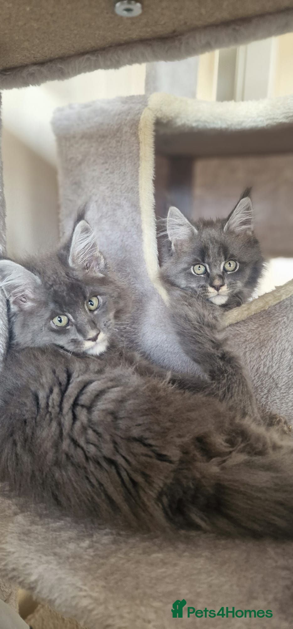 Maine Coon cats 🐾 Stunning Maine Coon Kittens  Ready Now £1000 🐾 - Advert 1