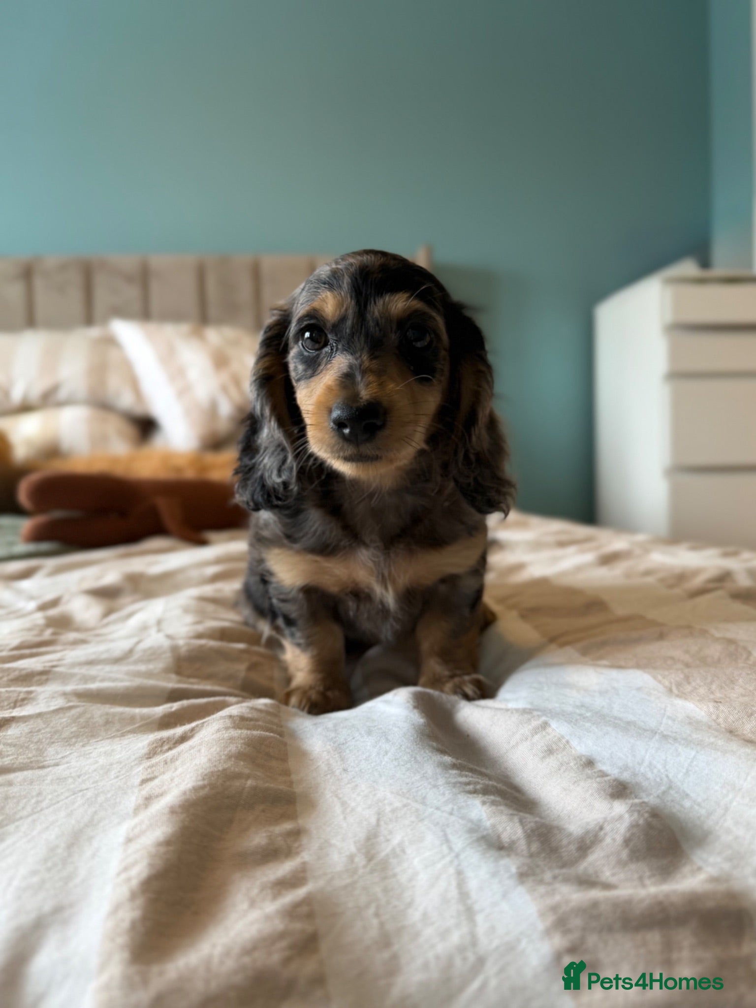 Miniature Dachshund dogs Quality miniature dachshund puppies  - Advert 2
