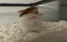 Hamster rodents for sale: Male Syrian hamster  - Image 3