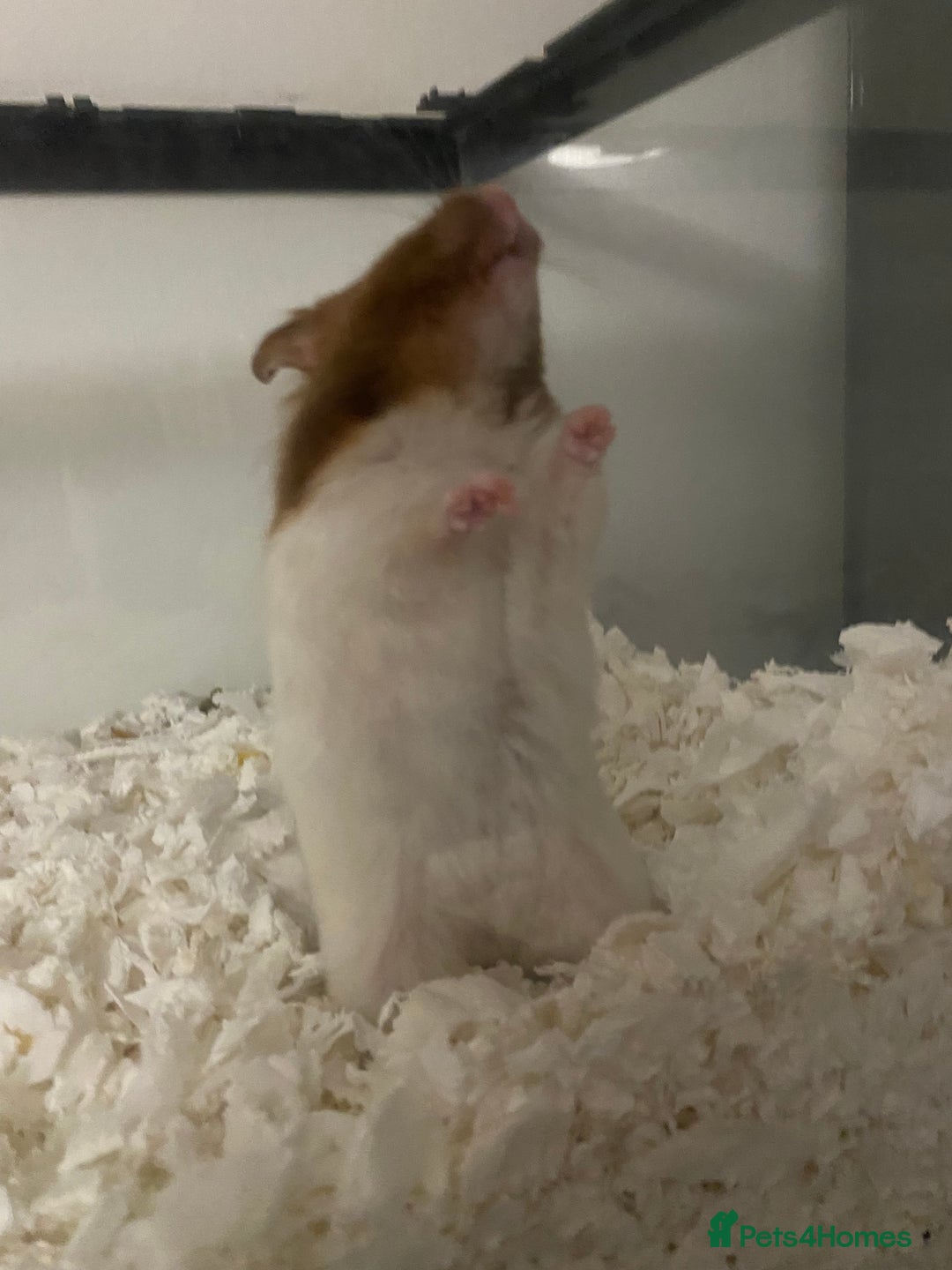 Hamster rodents for sale: Male Syrian hamster  - Image 3