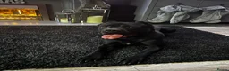 Cane Corso dogs for sale: Cane corso puppies ready for there forever home  in Nelson - Advert 4