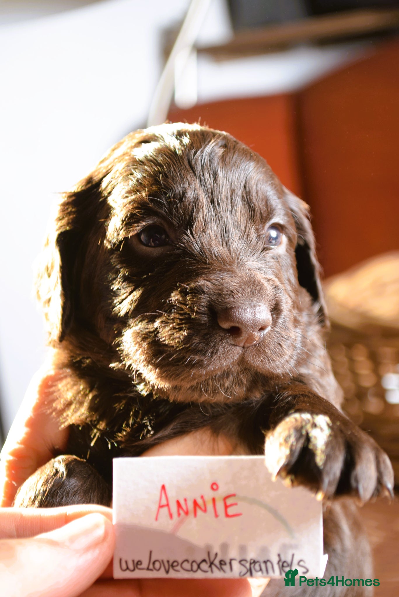 Cocker Spaniel dogs KC Reg Cocker Licensed Breeder 19 years - Advert 11