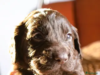 Cocker Spaniel dogs KC Reg Cocker Licensed Breeder 19 years - Advert 11