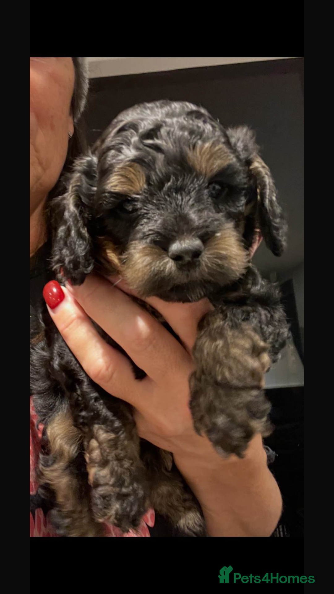 Cockapoo dogs for sale: Toy cockapoo’s  - Advert 4