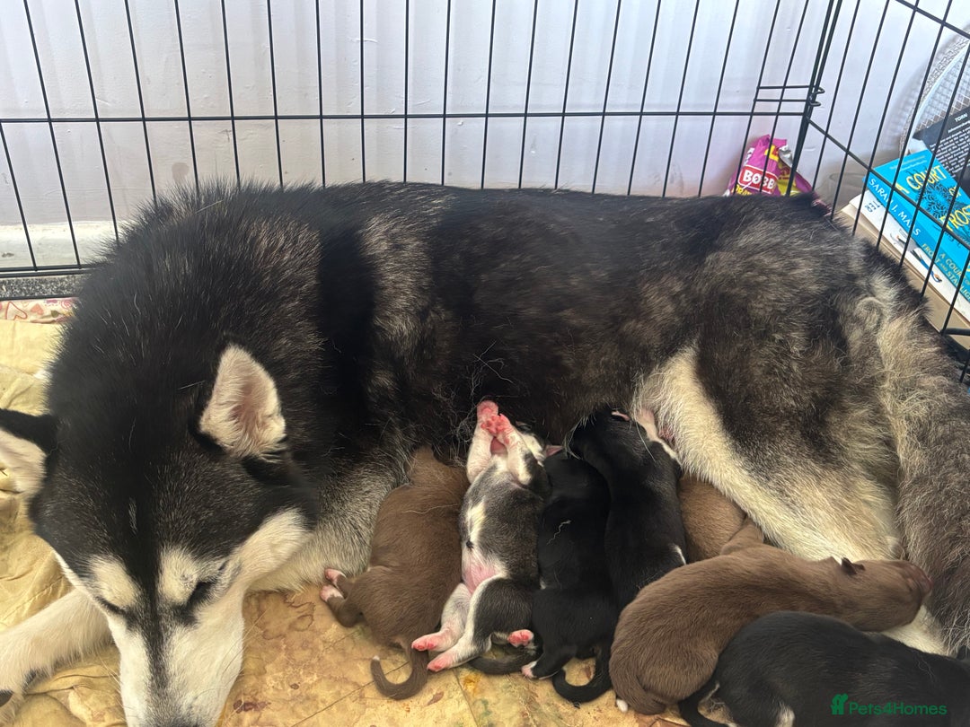 Siberian Husky dogs for sale: 8 beautiful husky puppies - Image 12