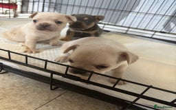 French Bulldog dogs for sale: White French bulldogs puppies  - Image 8