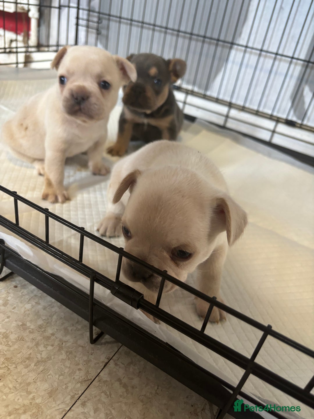 French Bulldog dogs for sale: White French bulldogs puppies  - Image 8