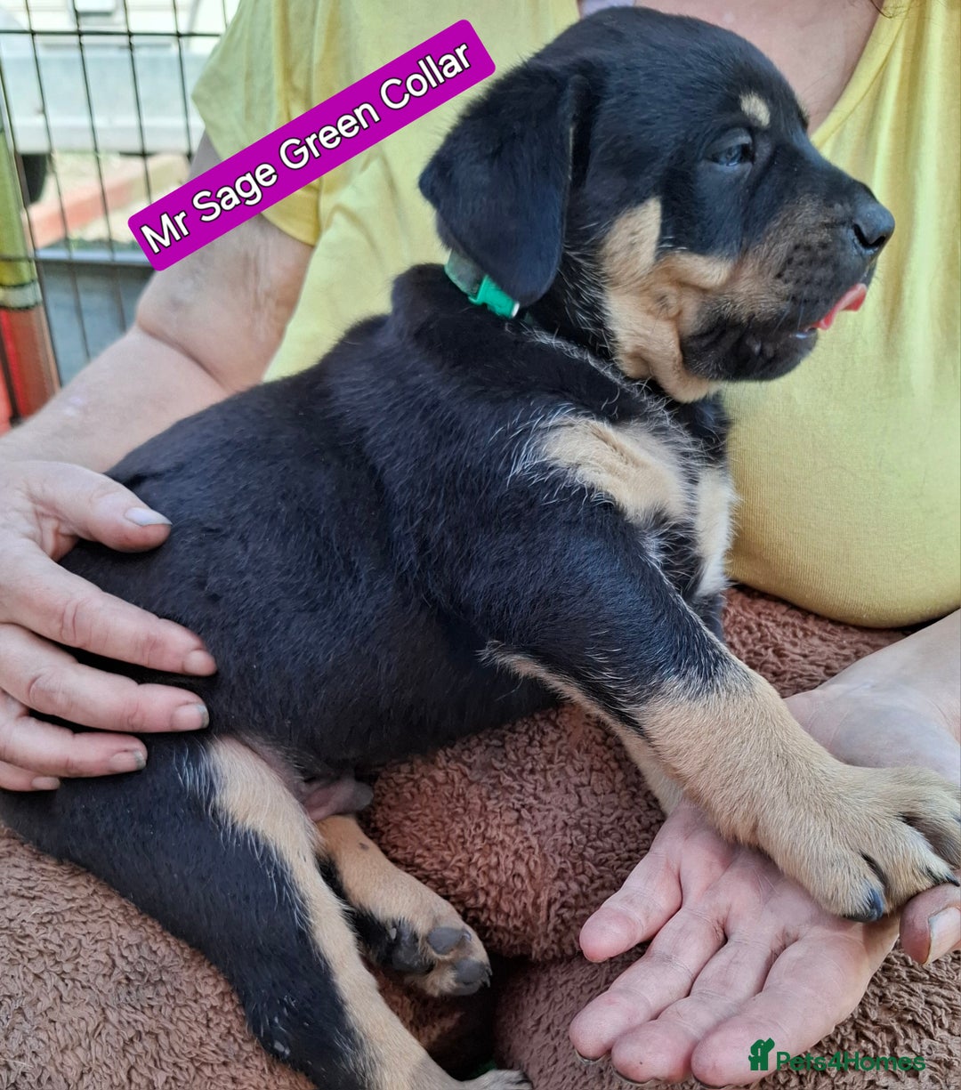 Rottweiler dogs for sale: Stunning Litter Of Shepweiler X Mastiff Pups - Image 7