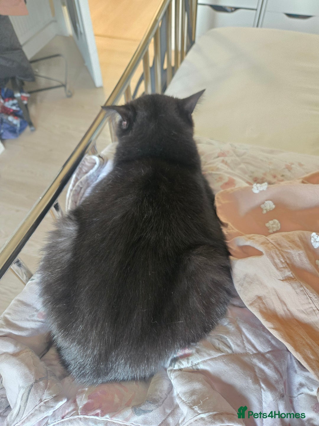 British Shorthair cats for sale: British Shorthair Black female - Advert 13