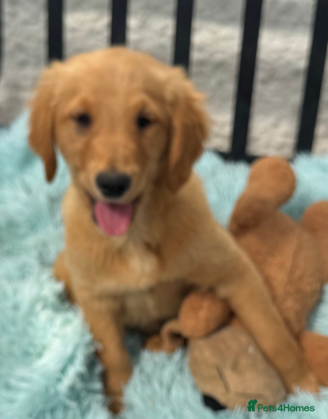 Golden Retriever dogs Charlie - healthy happy super friendly boy - Advert 1