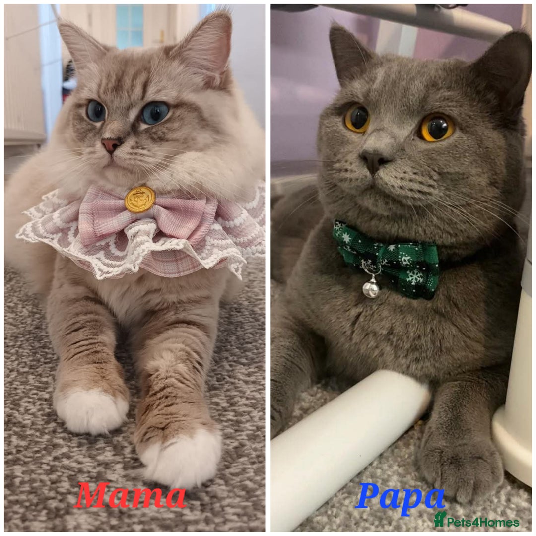 British Shorthair cats for sale: Little princess 👸  - Advert 22