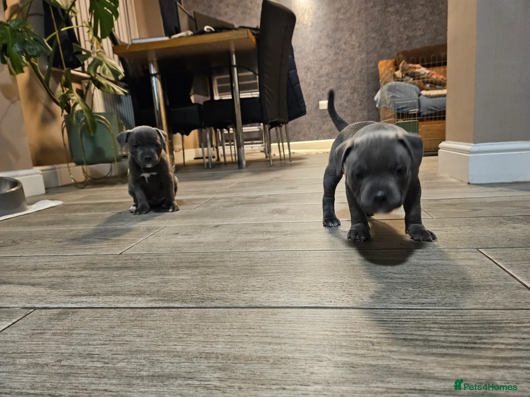 Staffordshire Bull Terrier dogs for sale: Blue staffordshire bull terrier pups - Advert 10