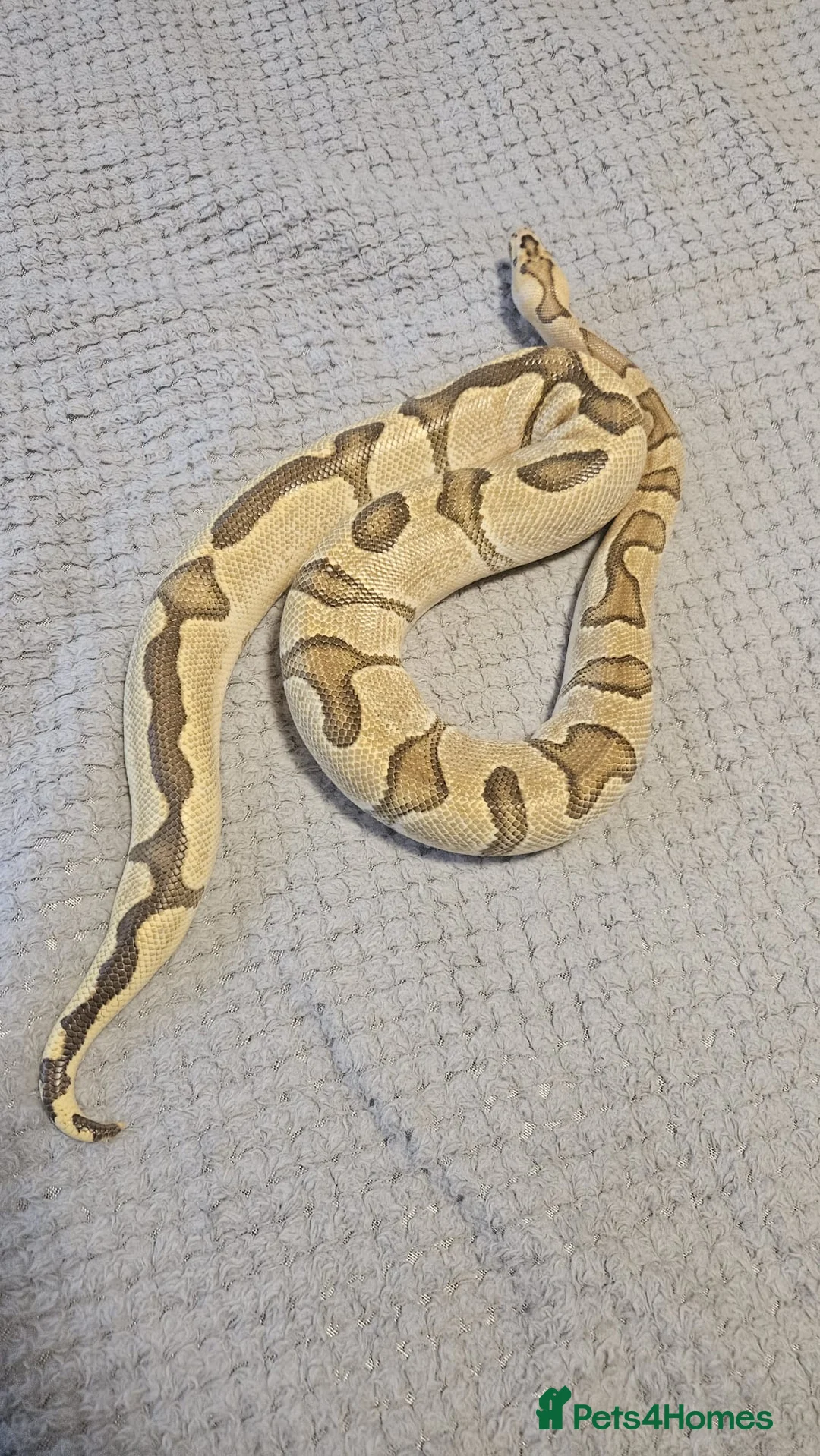 Python Snake reptiles for sale: Royal Python Fire Enchi Clown Male 2022 - Advert 3