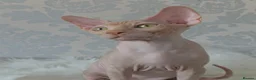Sphynx cats for sale: 2 Stunning Sphynx Boys – Ready Now 💙 - Advert 31
