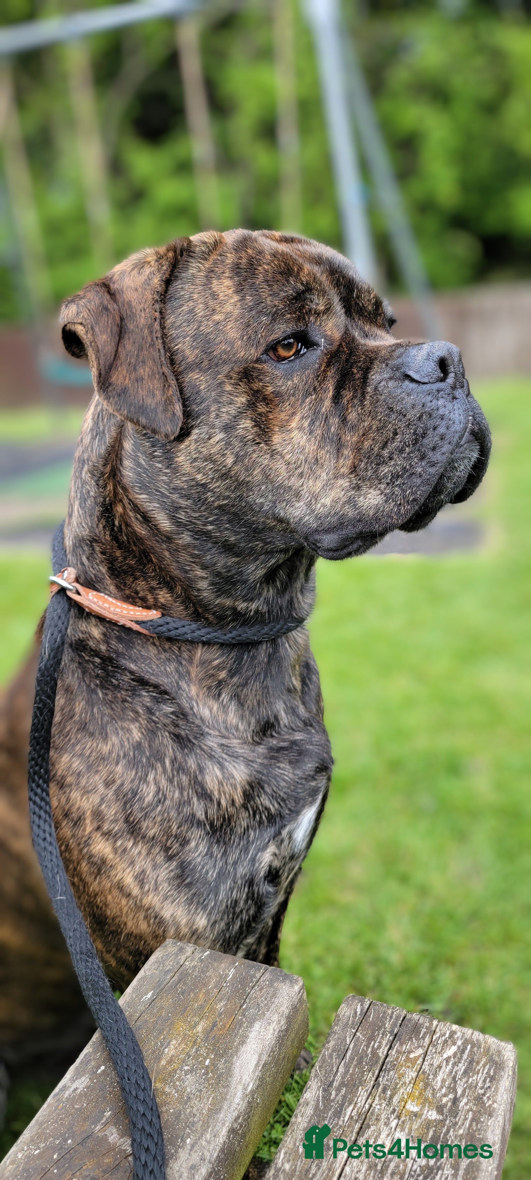 Brindle English Mastiff Dog Brindle Mastiff English Mastiff