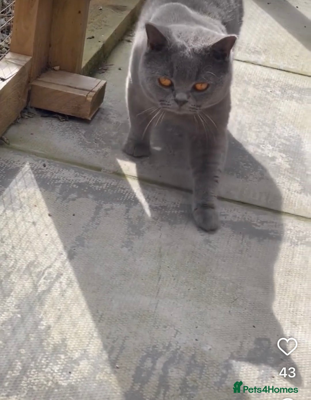 British Shorthair cats for stud: Champion Blue Boy, Kotoffski Lines FOR STUD - Advert 12