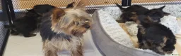 Yorkshire Terrier dogs for sale: Yorkshire Terrier puppies  from Licensed Breeder  - Advert 5