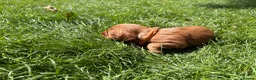 Cocker Spaniel dogs for sale: Fox red working cocker spaniel pups  - Advert 4
