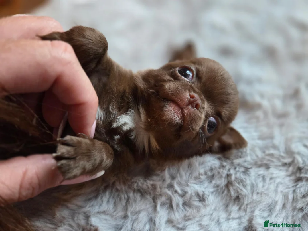 Chihuahua dogs for sale: Tiny chihuahua babies  - Advert 1