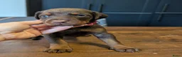 Dobermann dogs for sale: doberman puppies - ready this week 🐾 - Advert 16