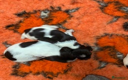 English Springer Spaniel dogs for sale: Springer spaniels for sale  - Image 4