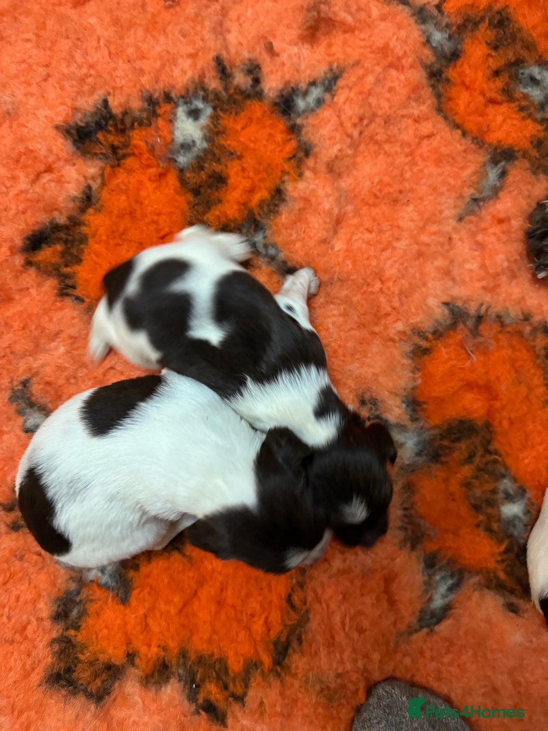 English Springer Spaniel dogs for sale: Springer spaniels for sale  - Image 4