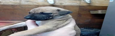 Mixed Breed Puppy 1