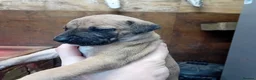 Mixed Breed dogs for sale: Bull whippet pups in Caerphilly - Advert 4