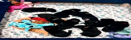 Labrador Retriever dogs for sale: Gorgeous Black Labrador Puppies  - Advert 13