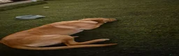 Labrador Retriever dogs for sale: Labrador for reluctant sale in Manchester - Advert 3