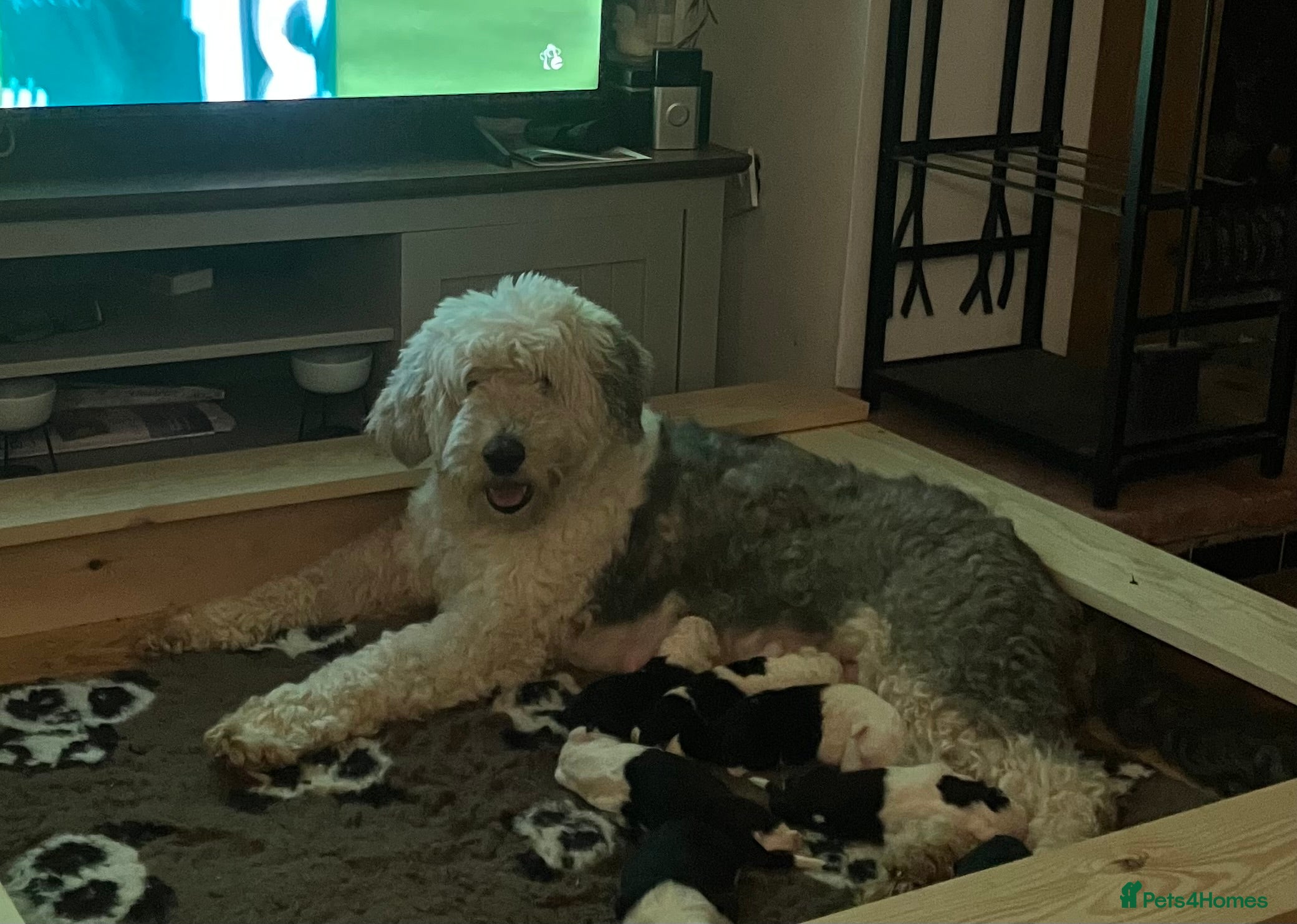 Old English Sheepdog dogs Kc Registered Old English Sheepdog, one available  - Advert 7