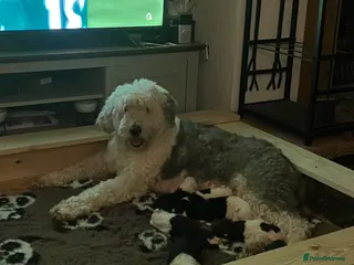 Old English Sheepdog dogs Kc Registered Old English Sheepdog, one available - Advert 7