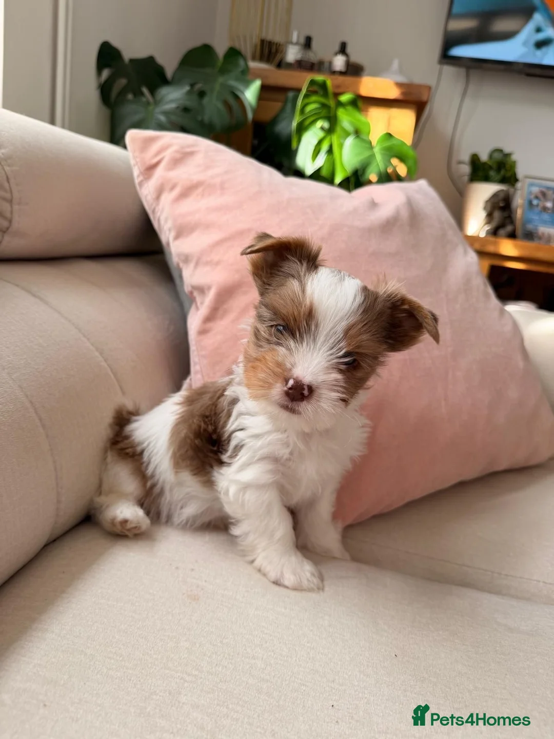 Biewer Terrier dogs for sale: Quality Rare Biewer Yorkie puppies\DNA\Pedigree  - Advert 1