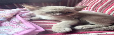 Burmese 2