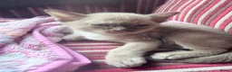 Burmese cats for sale: GCCF registered - Home Raised Burmese Kittens - Advert 4