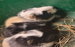 Guinea Pig rodents for sale: 2 female and 2 male Guinea pigs for sale! - Image 7