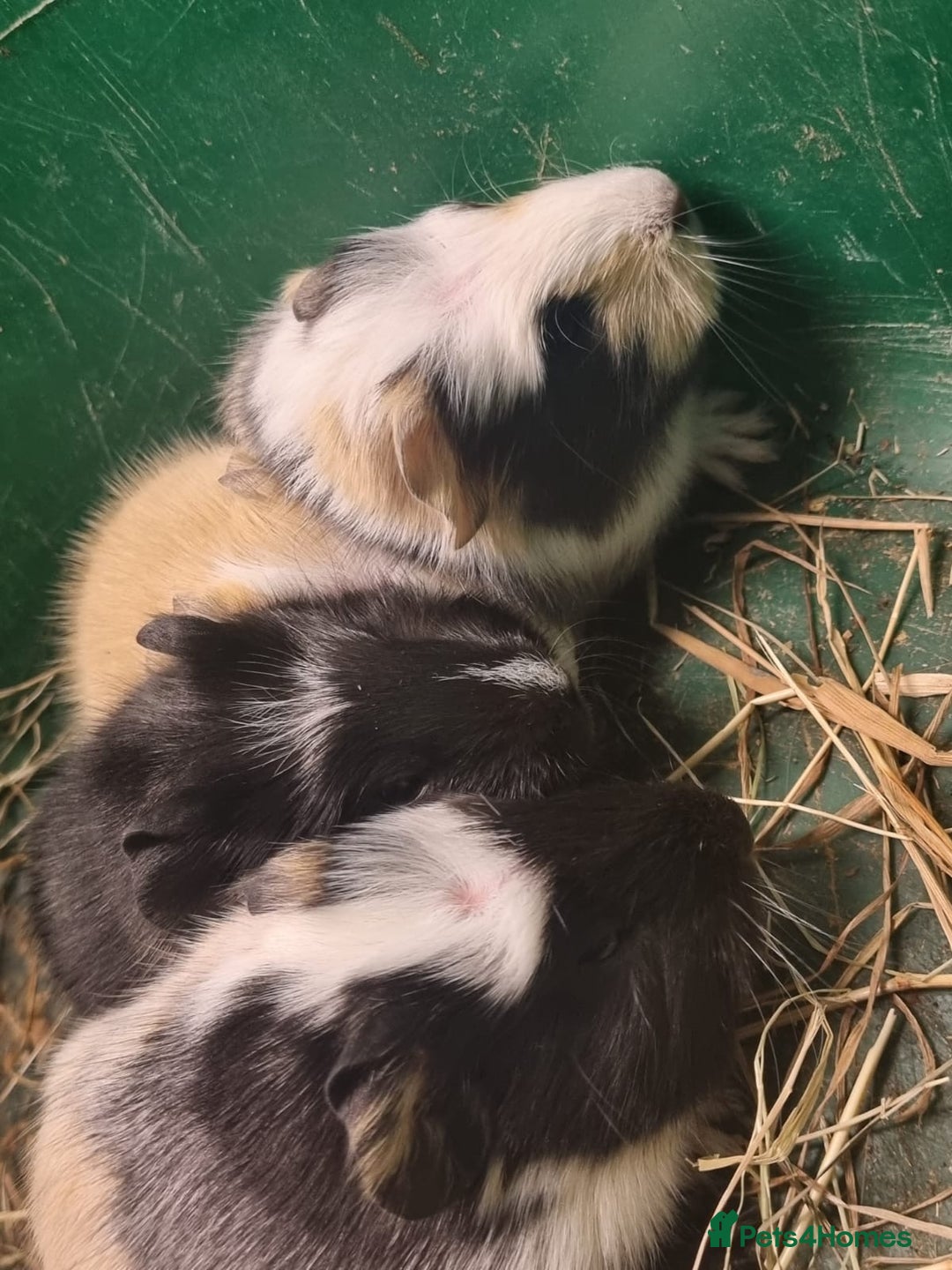 Guinea Pig rodents for sale: 2 female and 2 male Guinea pigs for sale! - Image 7