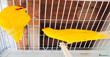 Parakeets birds - Advert 14