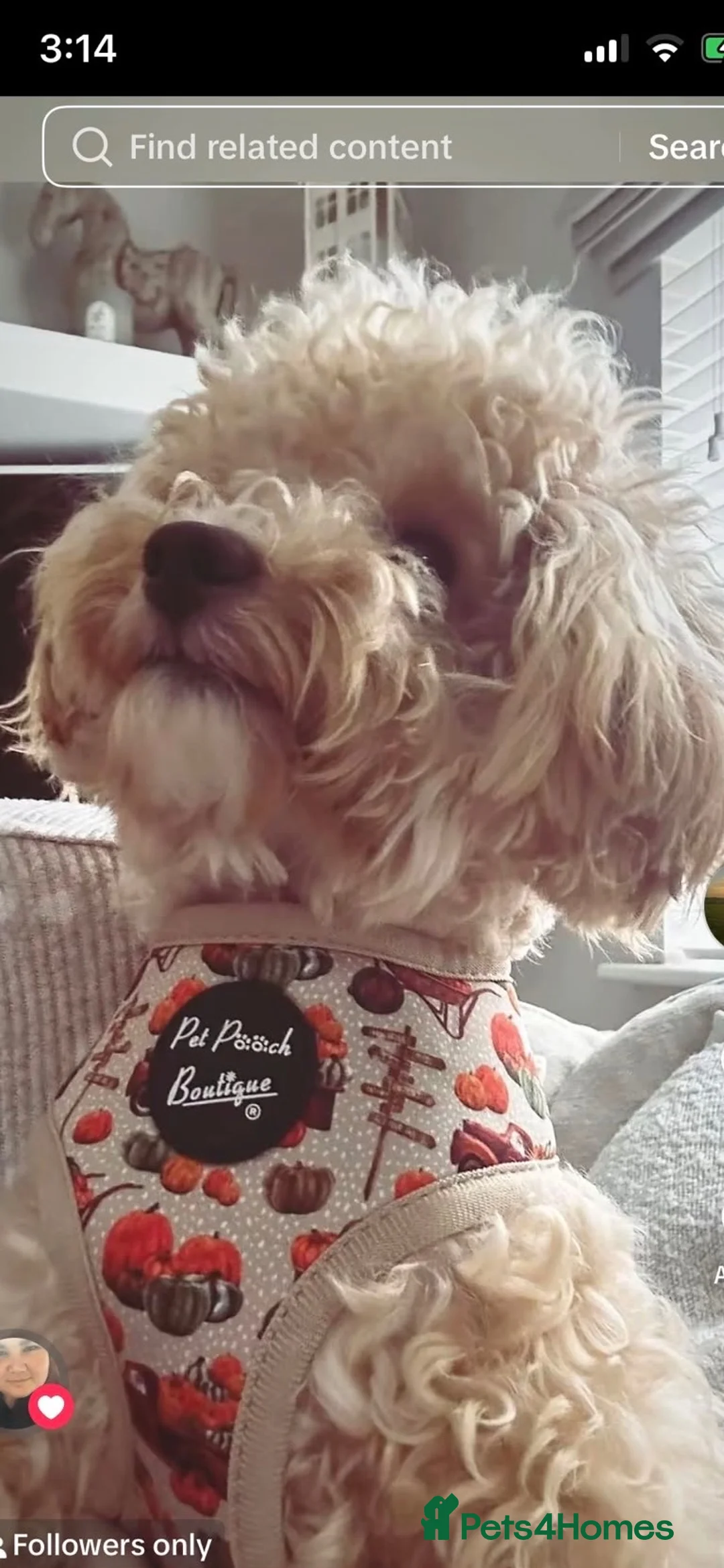 Toy Poodle dogs for sale: Toy poodle - Advert 2