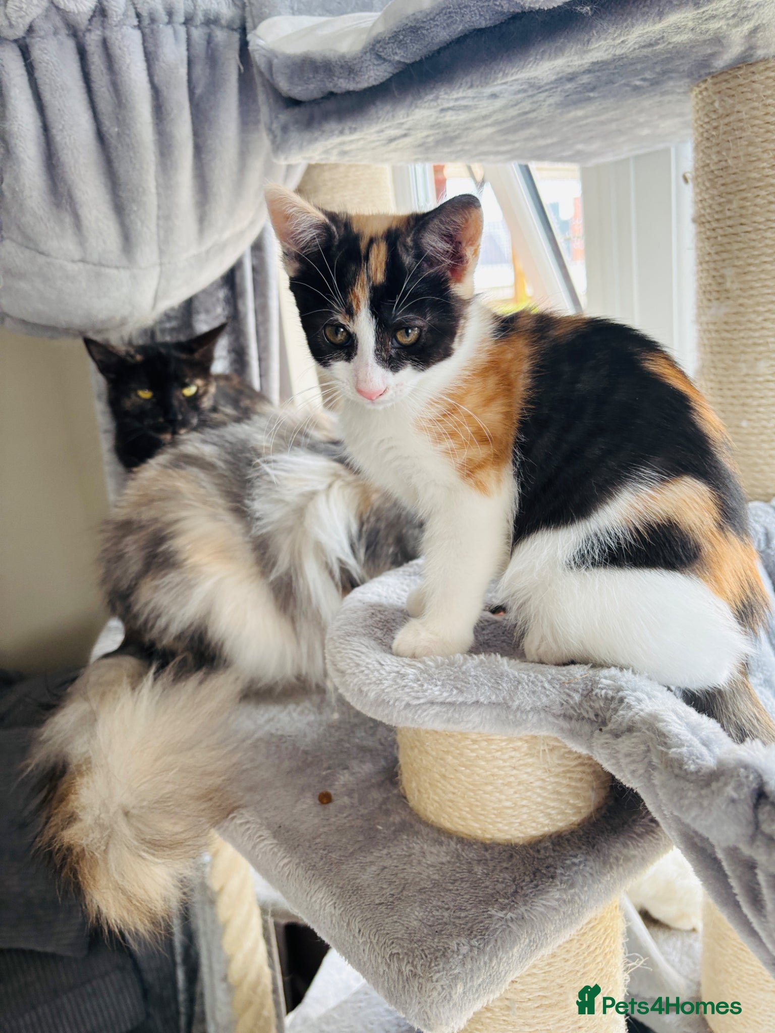 Mixed Breed cats Calico Turkish van mix kitten READY TO LEAVE - Advert 12