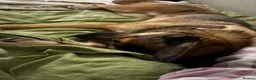 Mixed Breed dogs for sale: REHOMING our beautiful boy - Advert 3
