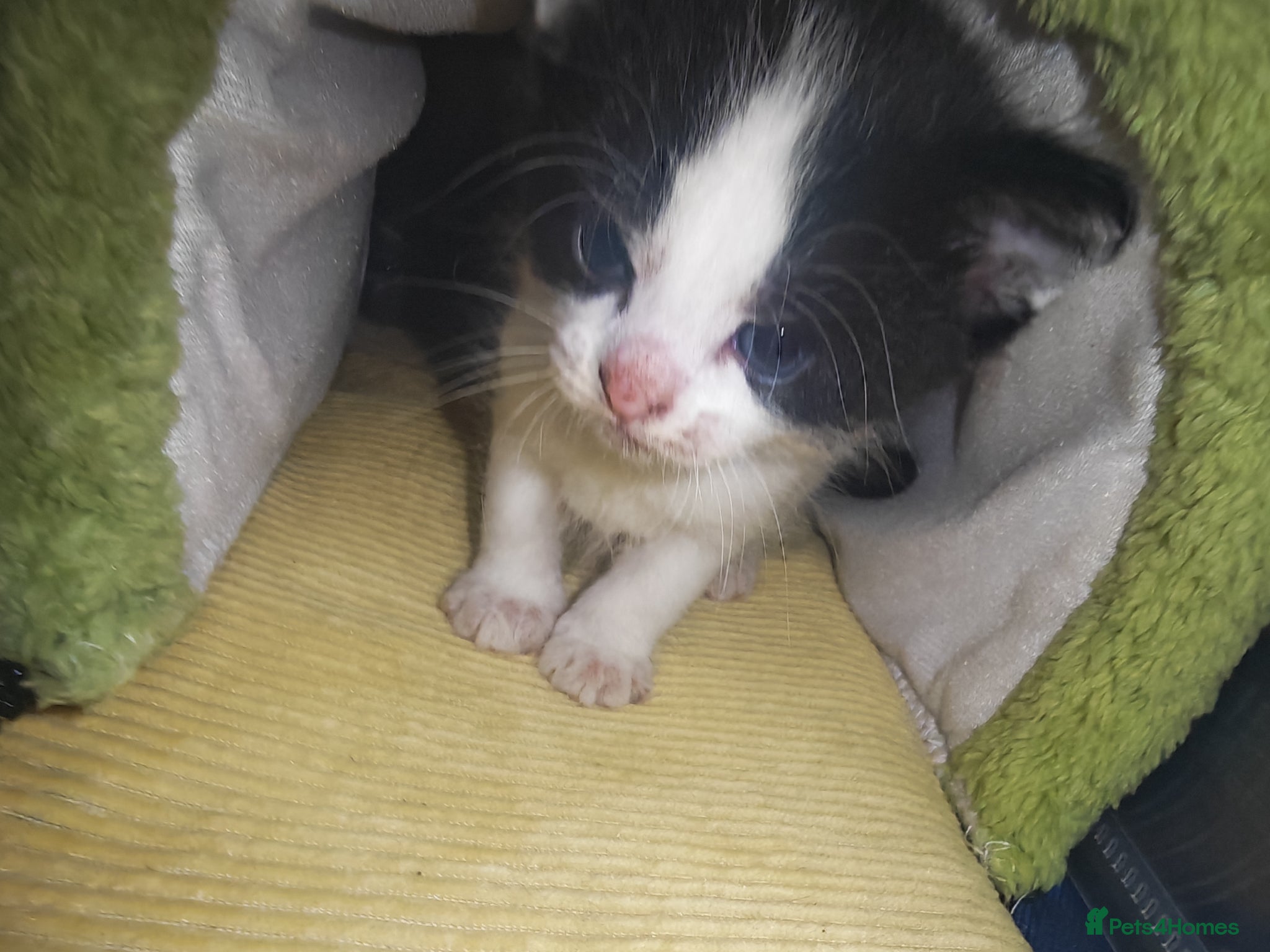 Mixed Breed cats Beautiful kittens - Advert 16