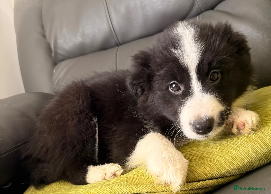 Border Collie dogs for sale: 3 beautiful border collie puppies  in Luton - Advert 2