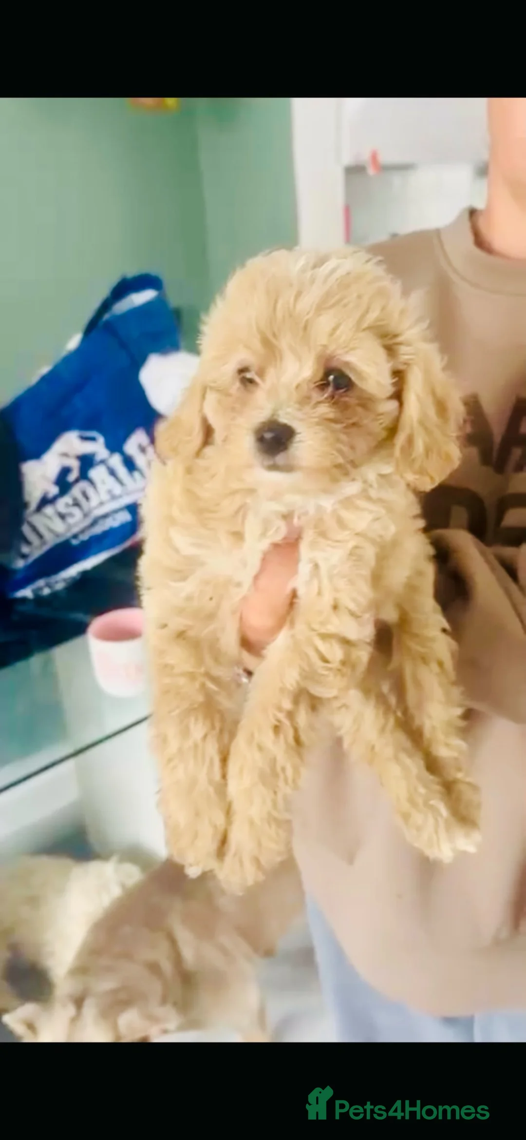 Maltipoo dogs for sale: MALTIPOOS!!! - Advert 2