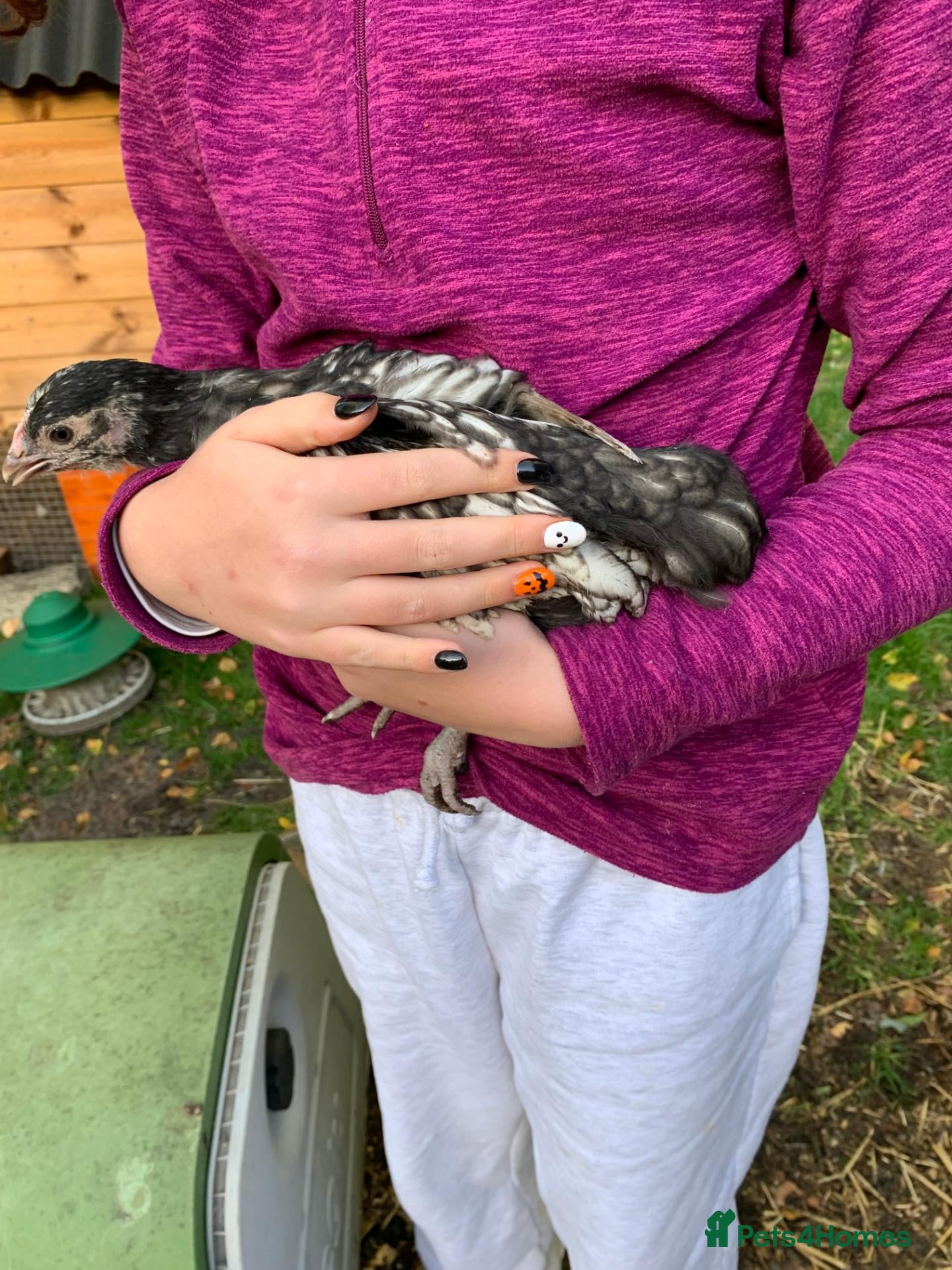 Chickens poultry for sale: Orpingtons plus - Advert 1
