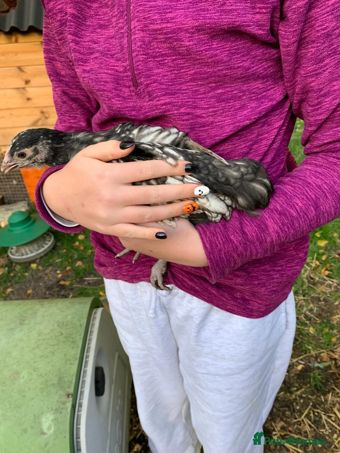 Chickens poultry for sale: Orpingtons plus - Advert 1