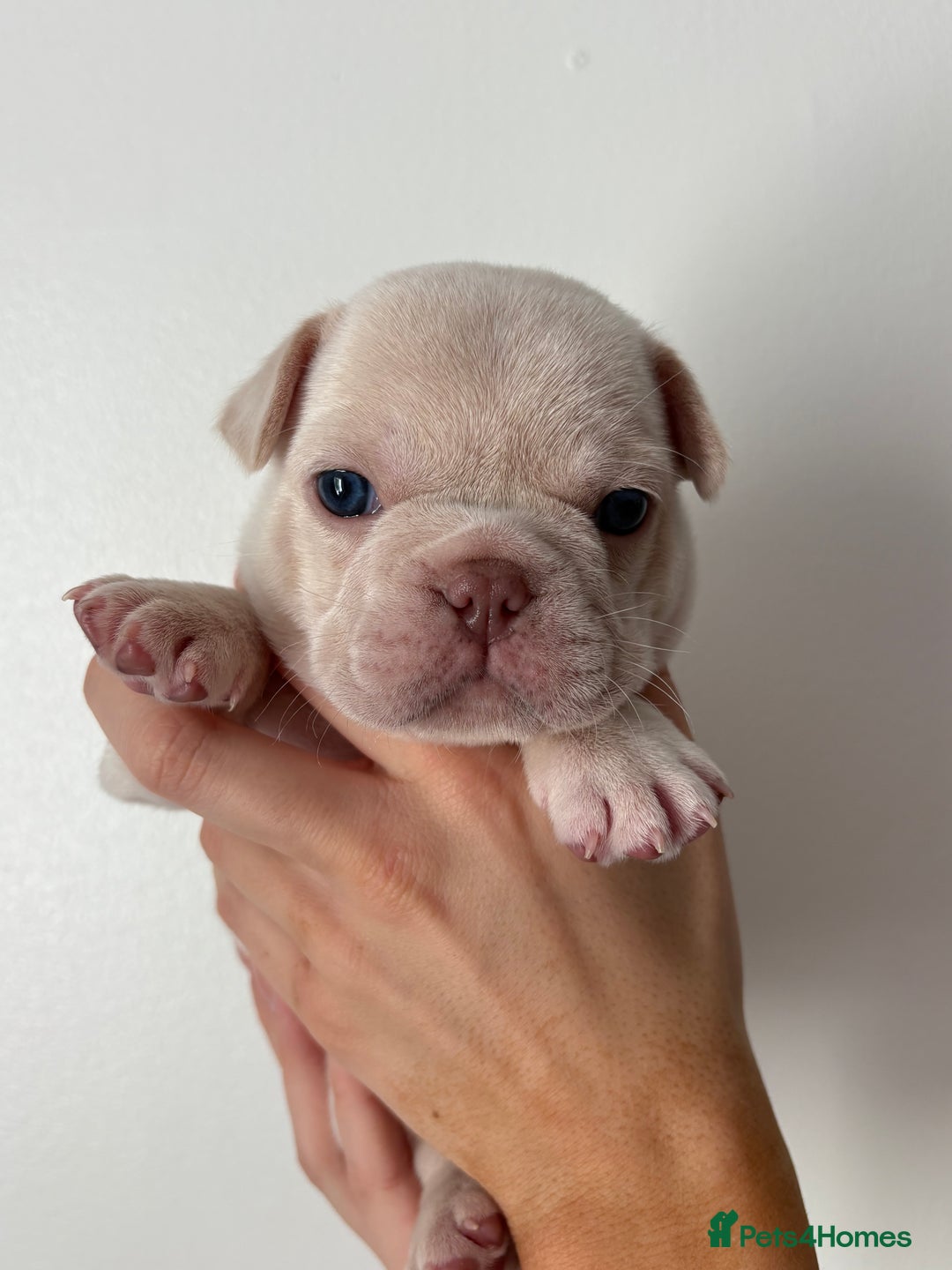 French Bulldog dogs for sale: French bulldog pedigree litter - Image 9