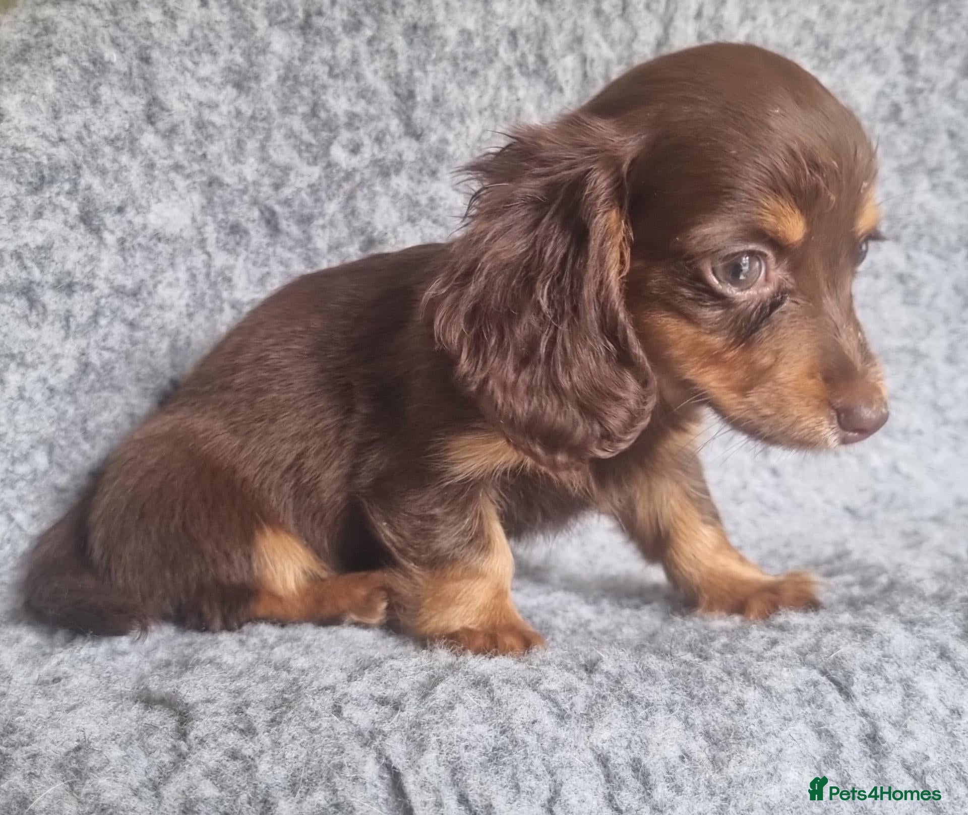 Dachshund dogs Long Haired True Minature kc Dachshund - Advert 12