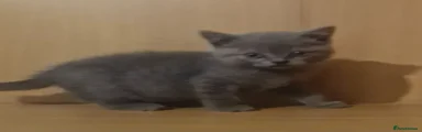 British Shorthair 3