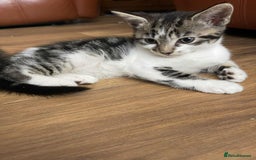 Mixed Breed cats for sale: Beautiful kittens ready for loving home - Image 3